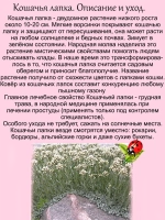 Антенария Белая Кошачья лапка