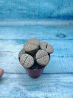 Lithops sp. (Литопсы)