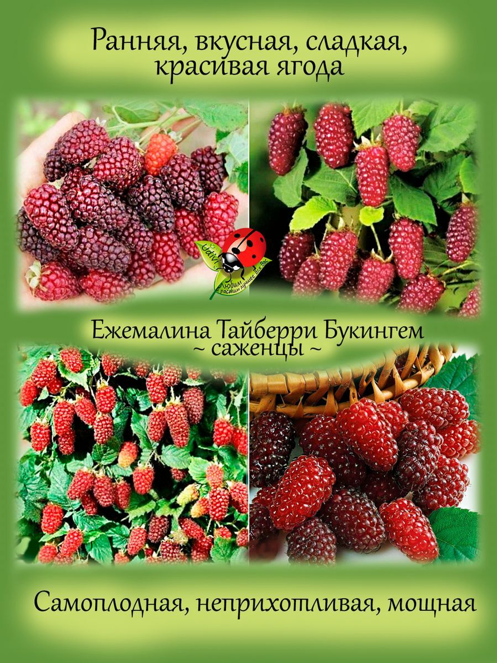 Ежемалина Тайберри