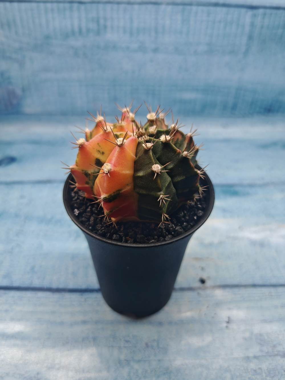 Gymnocalycium Variegata (Гимнокалициум Вариегатный)