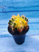 Gymnocalycium Variegata (Гимнокалициум Вариегатный)