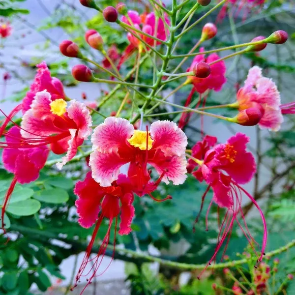 Цезальпиния красная (Caesalpinia Pulcherrima) семена 3 шт