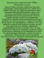 Колокольчик Альба карпатский белый