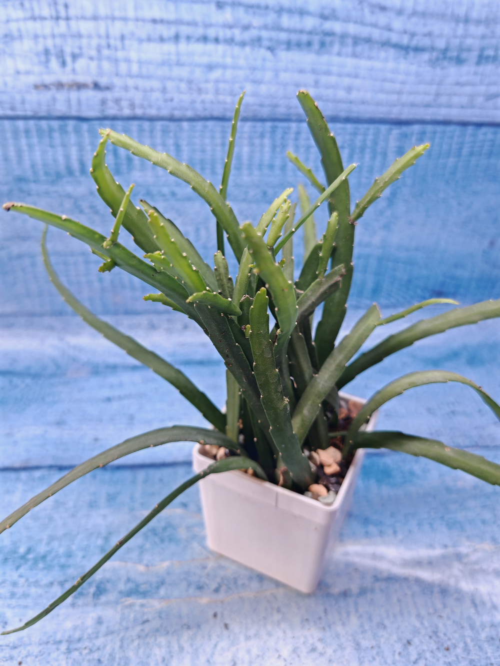 Lepismium Bolivianum (Леписпиум)