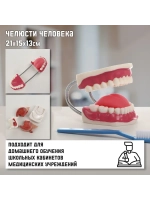 Макет "Челюсти человека" 21*15*13см