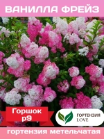 Ванилла Фрейз гортензия метельчатая
