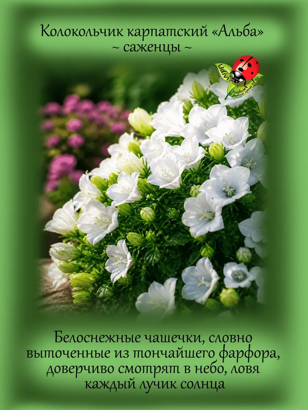 Колокольчик Альба карпатский белый