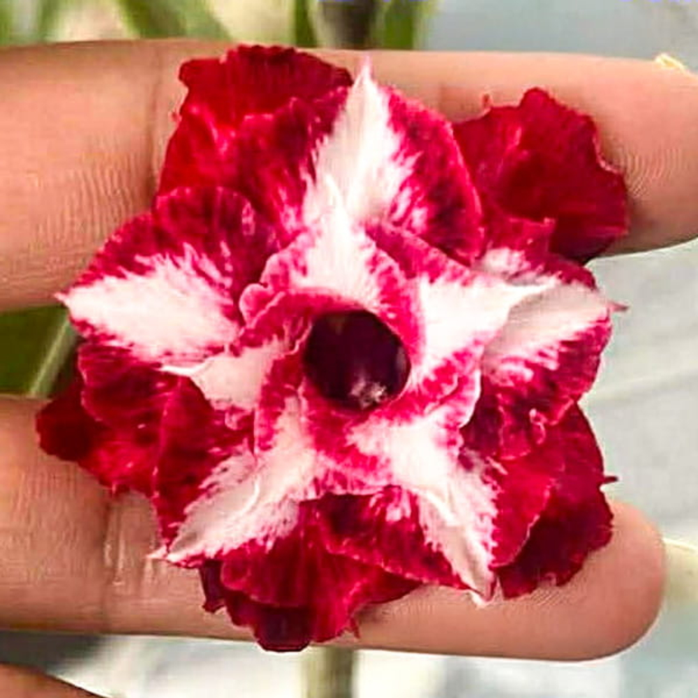 Адениум DRAGON STAR (X15)