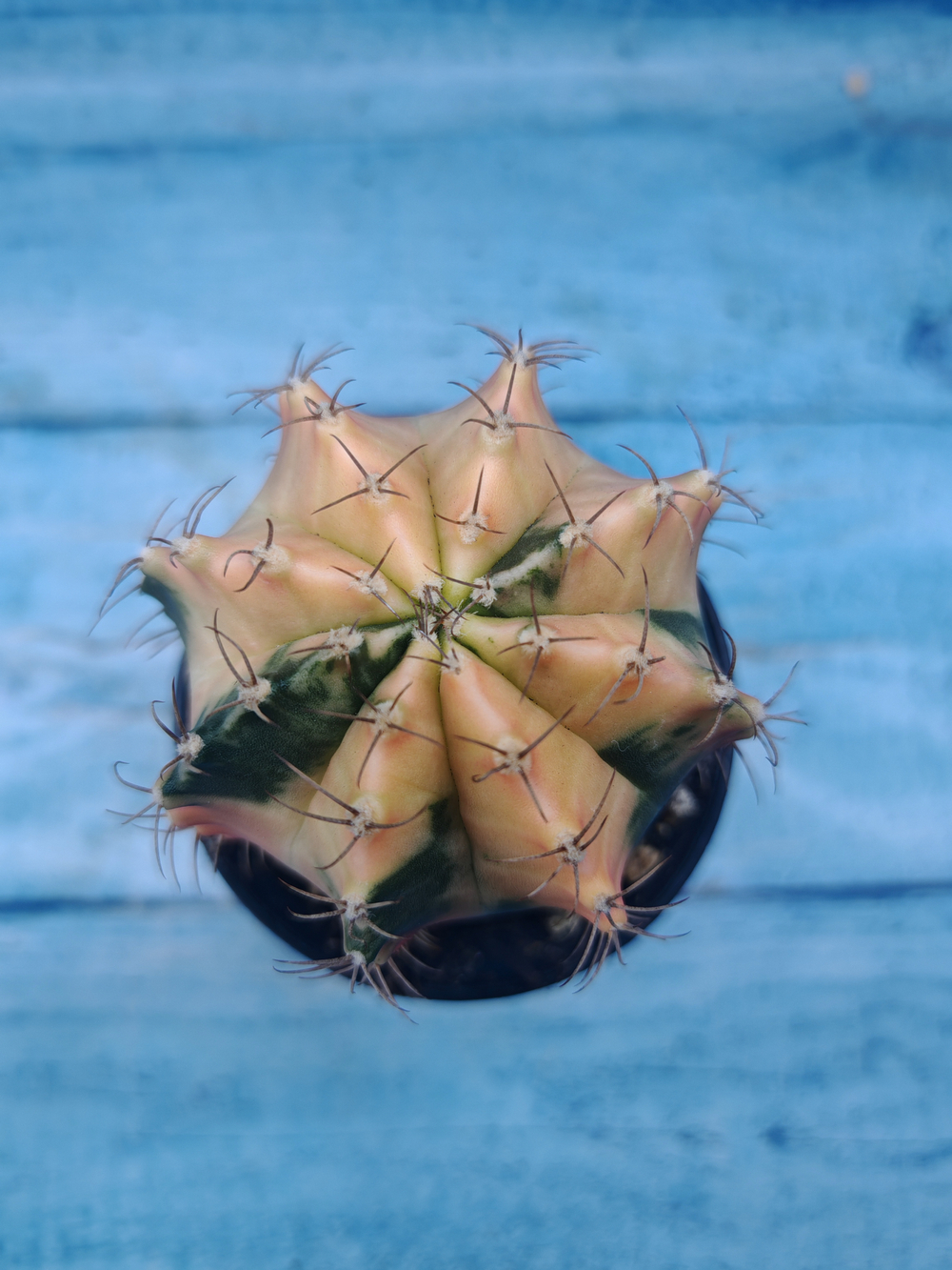 Gymnocalycium Variegata (Гимнокалициум Вариегатный)
