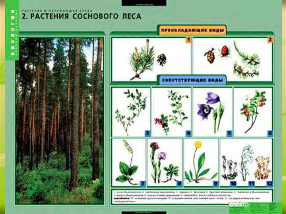 Гербарий "Растительные сообщества"