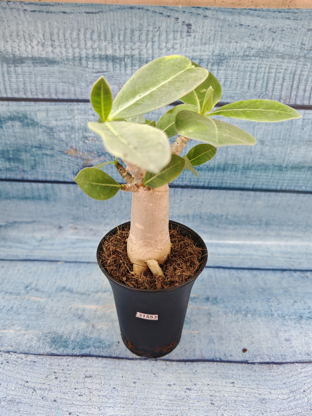 Adenium Baobab (Адениум)