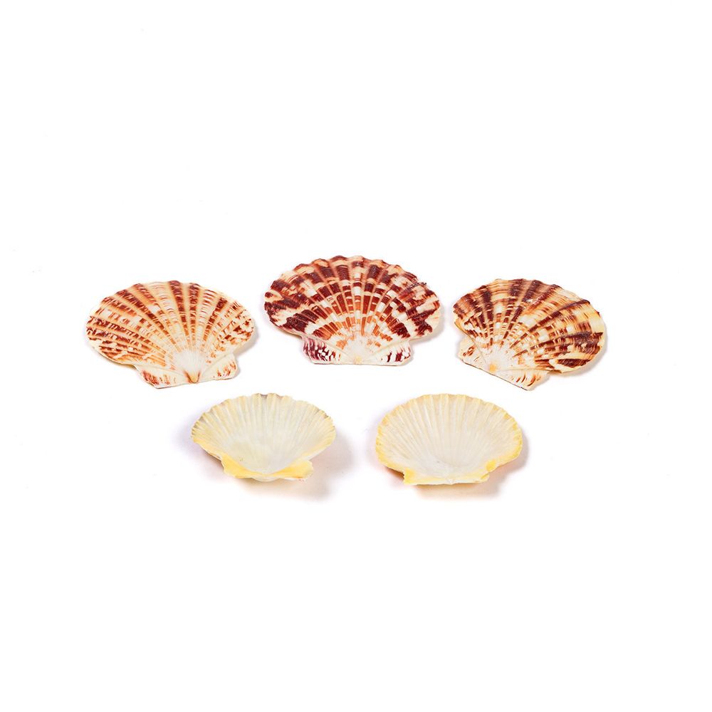 Ракушки декоративные, 5 шт, 5.7 см, Pecten Lentigious (Untrimmed), Zlatka DRF-013
