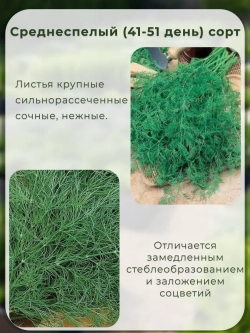 Семена укропа на зелень (50 гр)