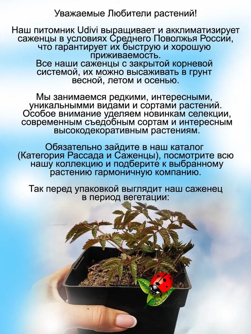 Астильба Диамант многолетняя