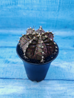 Gymnocalycium T-Rex Pink hybride (Гимнокалициум T-rex)