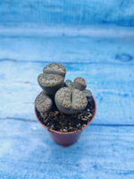 Lithops sp. (Литопсы)