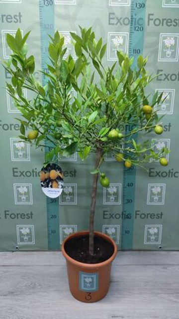 Lemonquat