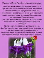 Фуксия Дип Перпл ампельная