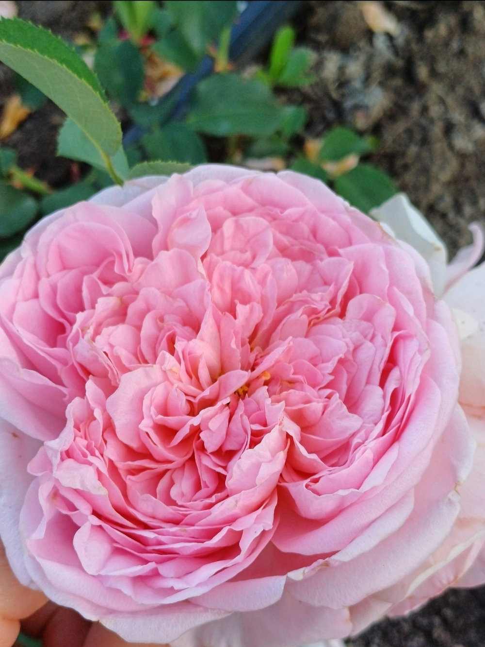 Роза Сувенир де Луи Амад Rosa Souvenir de Louis Amade
