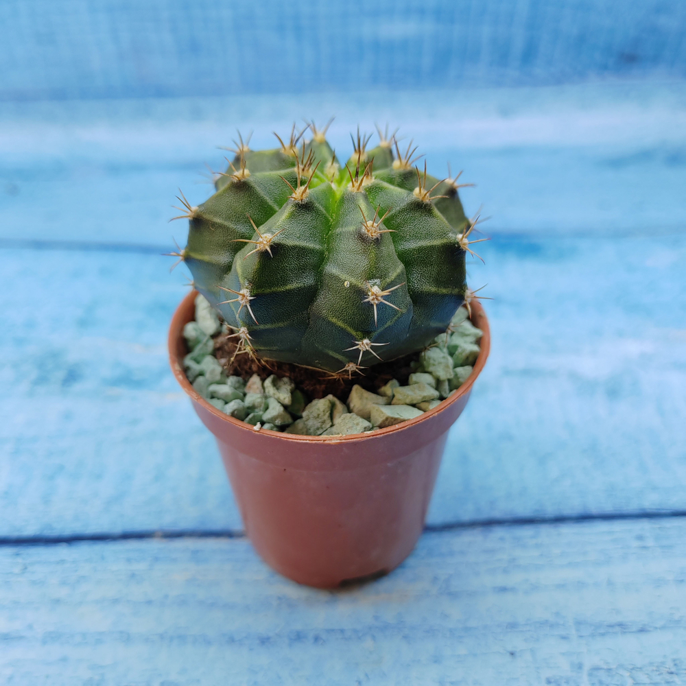 Gymnocalycium Friedrichii (Гимнокалициум)