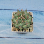 Thelocactus Rinconensis (Телокактус)