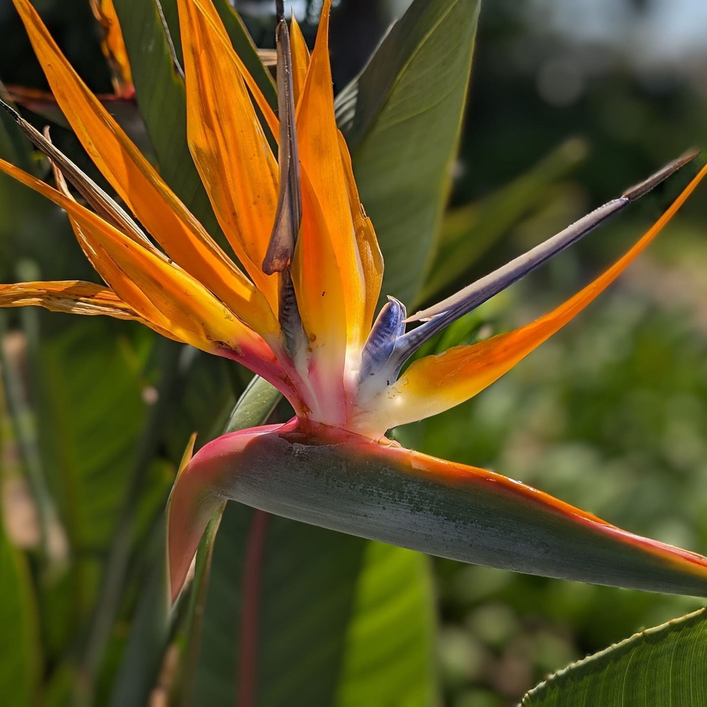 Стрелиция Королевская (Strelitzia reginae) семена 5 штук