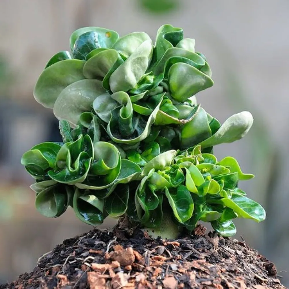 Адениум барашек (Adenium Arabicum DHA) семена 2 шт