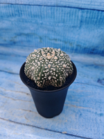 Astrophytum Asterias (Астрофитум)