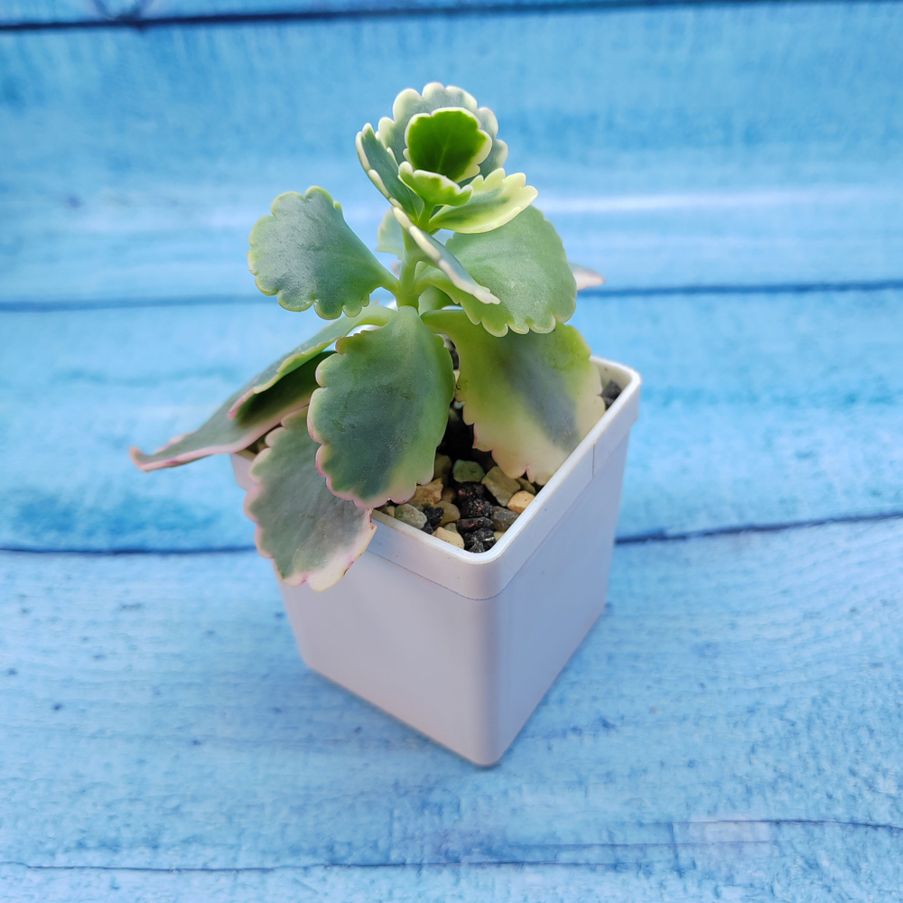 Graptopetalum Superbum (Граптопеталлум)