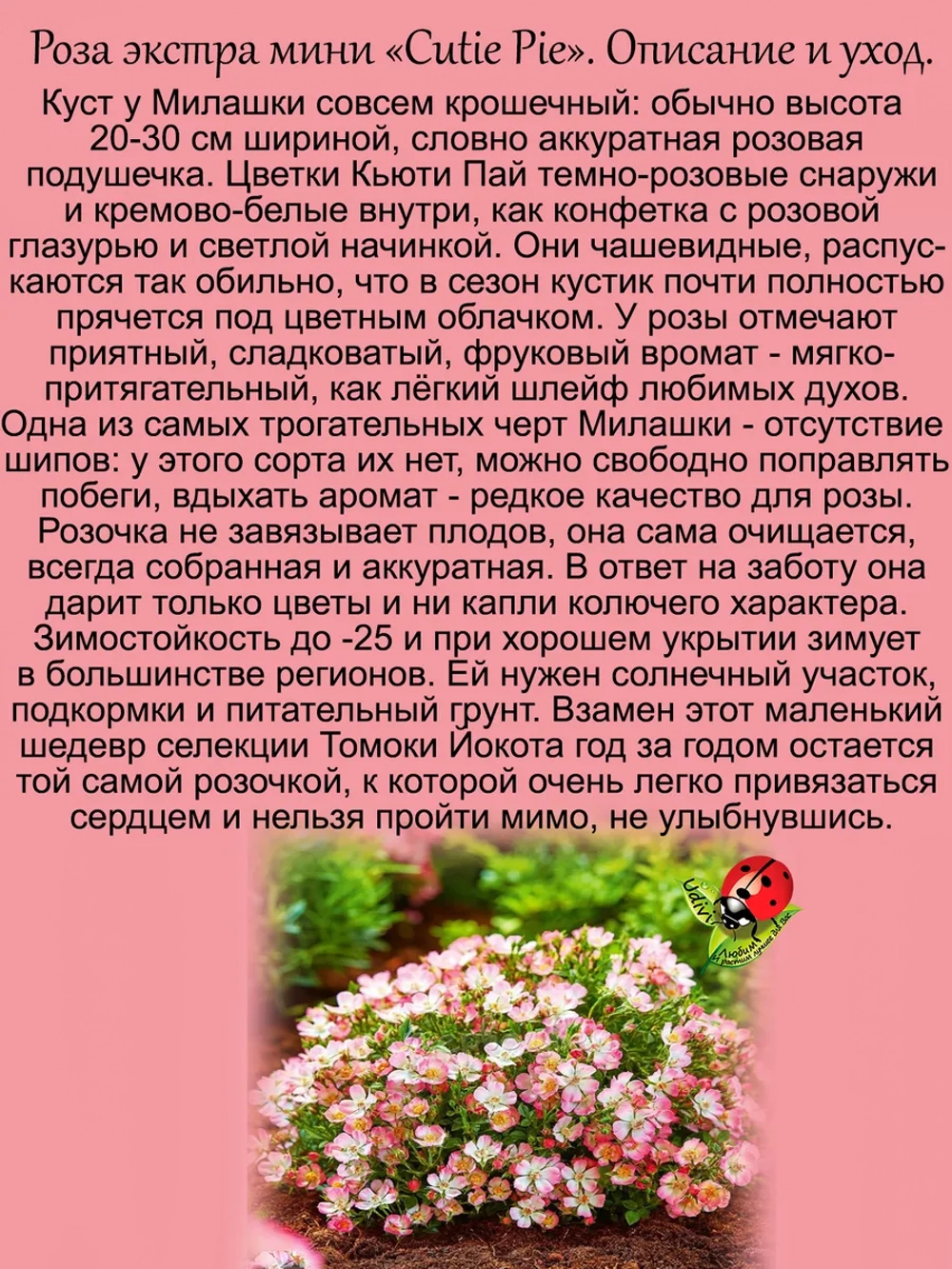 Роза Милашка экстра мини Кьюти Пай