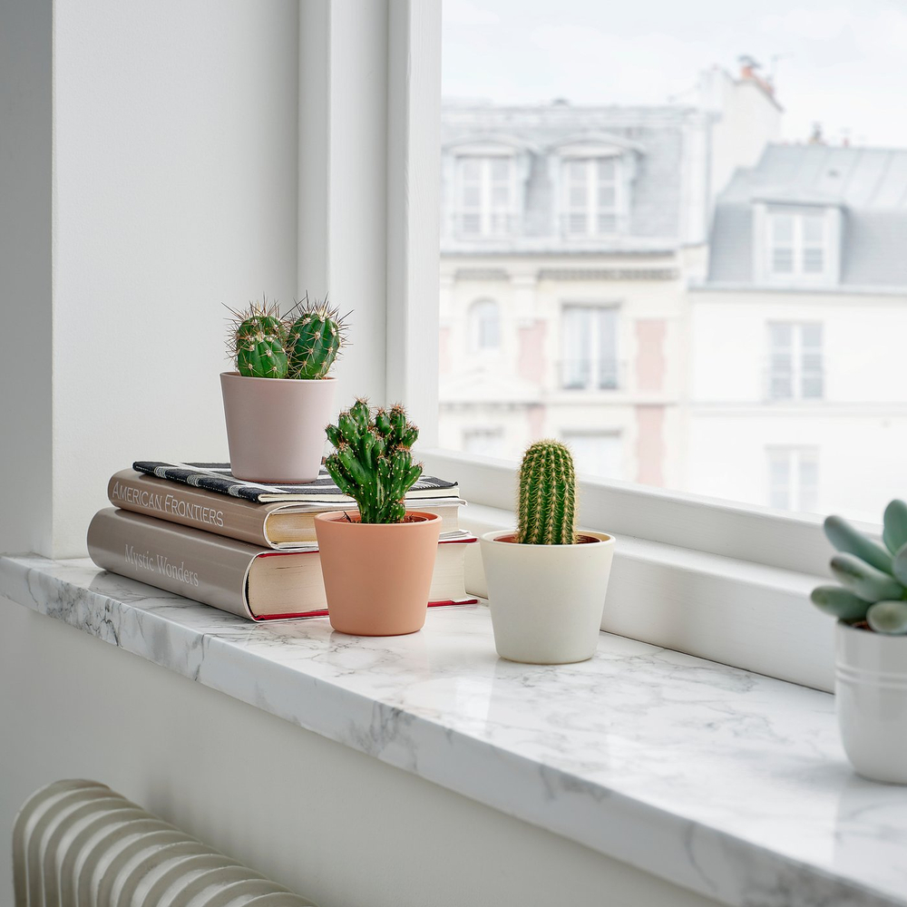 IKEA CACTACEAE  (ИКЕА САСТАСЕАЕ)  -  Растение в горшке - Кактус/разные виды 6 см, 3 шт.