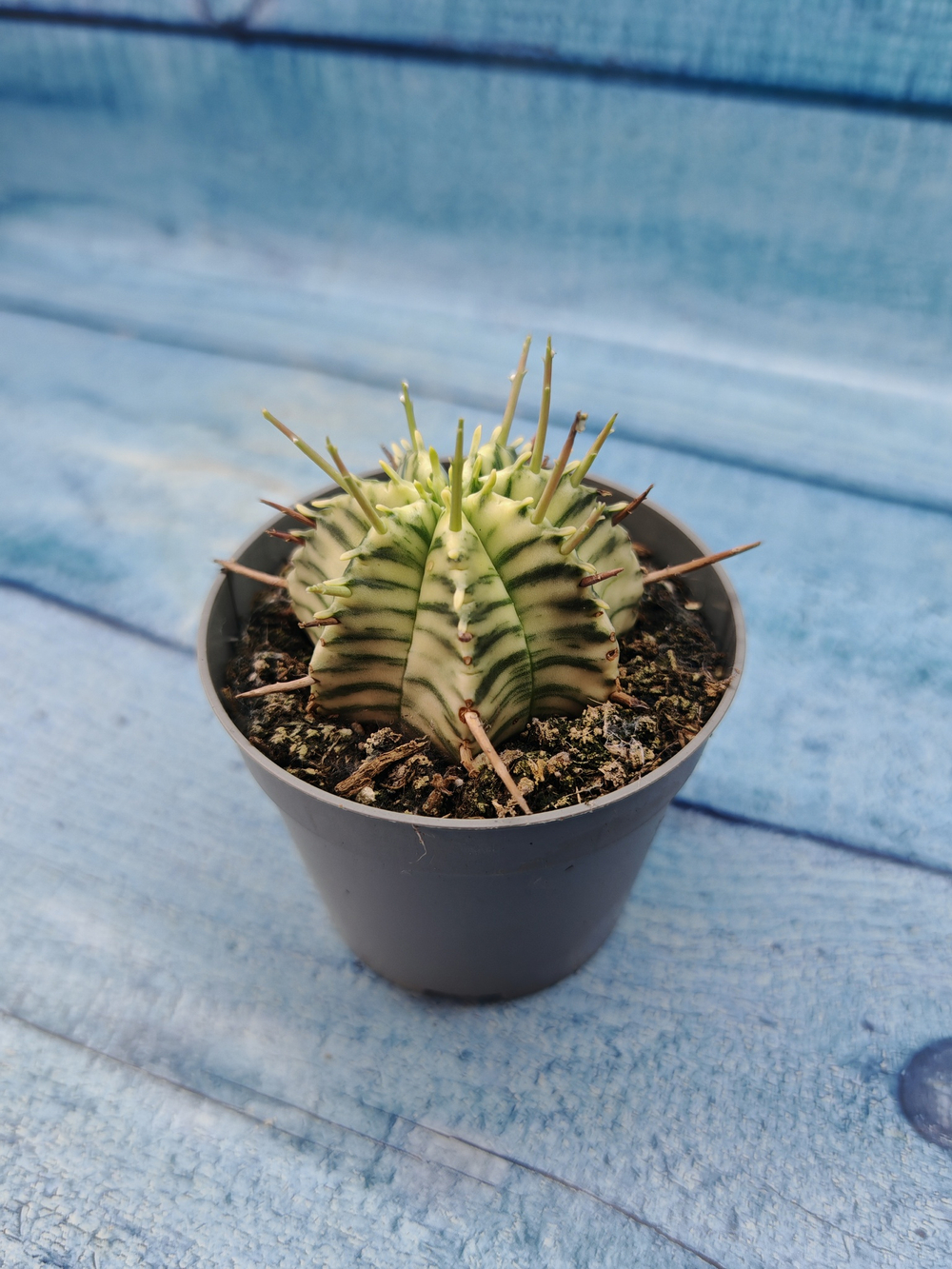 Euphorbia meloformis f. Variegated (Эуфорбия вариегатная)