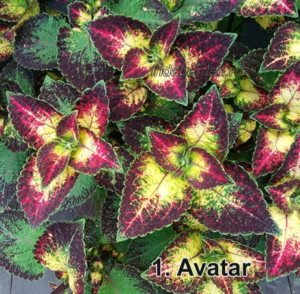 Колеус Avatar (Кол4)