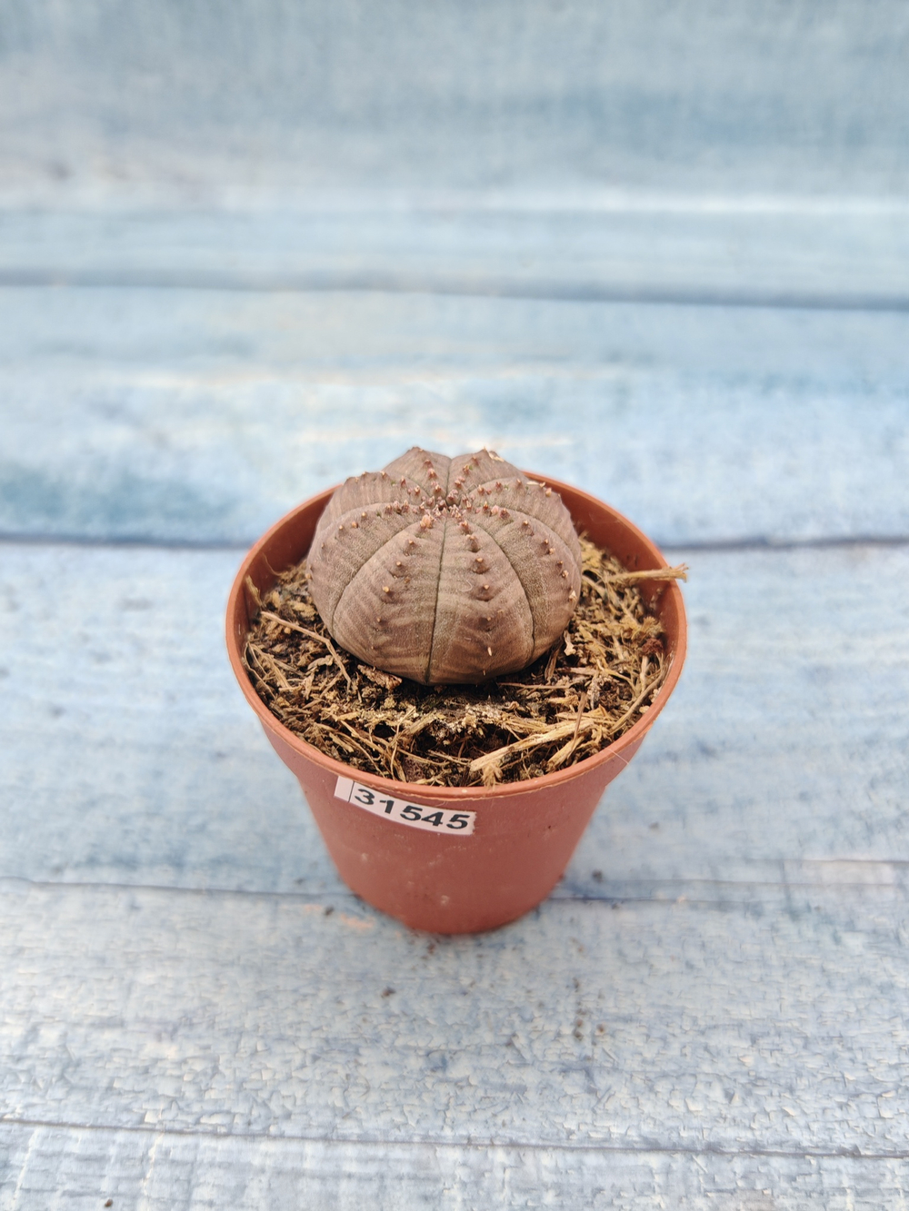 Euphoria Obesa (Эуфорбия)