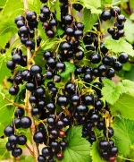Саженцы смородины черной Изюмная