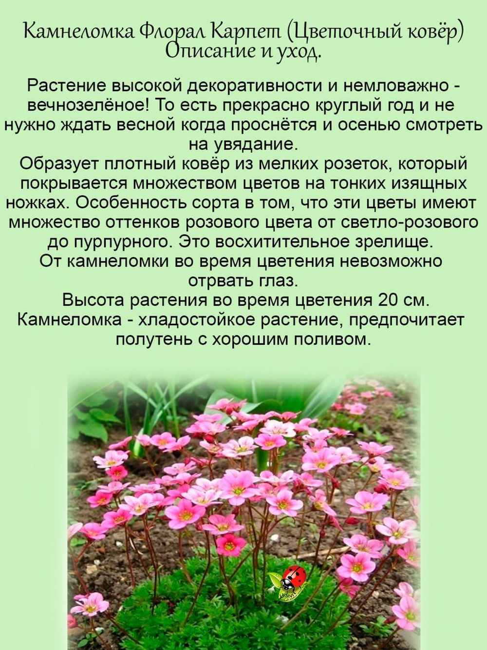 Камнеломка Цветочный ковёр розовая многолетняя