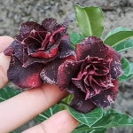 Адениум BURGUNDY (R12)