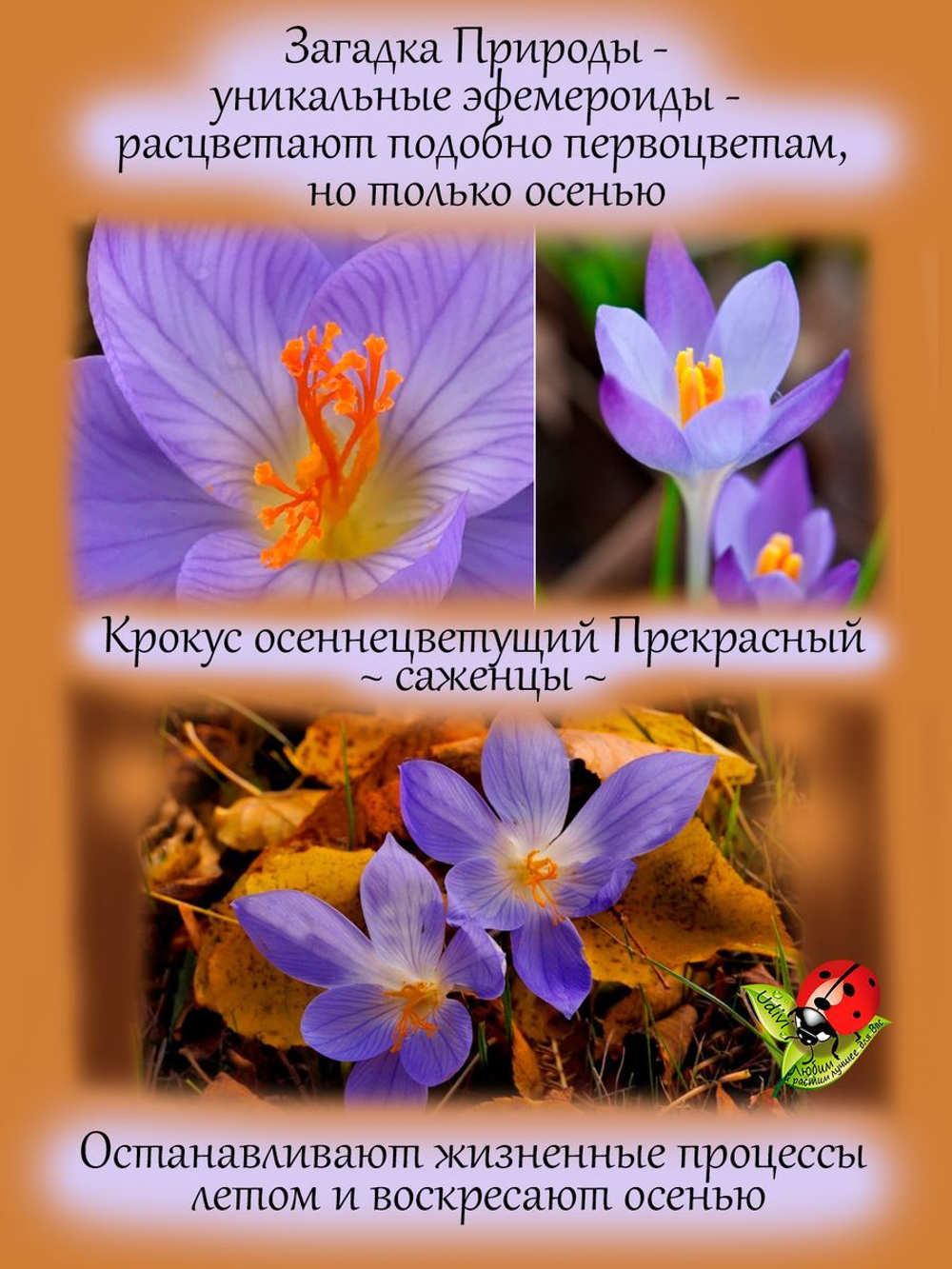 Крокус осеннецветущий сиреневый