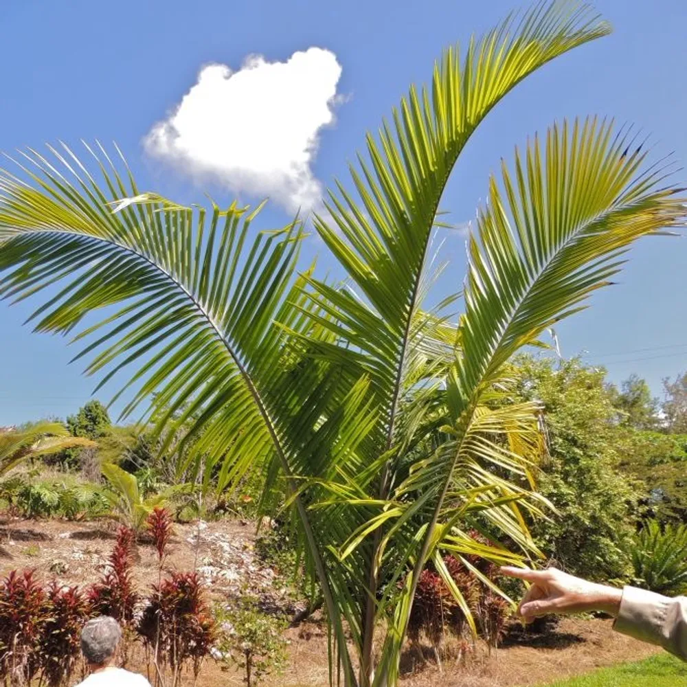 Дипсис Манандзарский (Dypsis mananjarensis) — семена, 2 шт.
