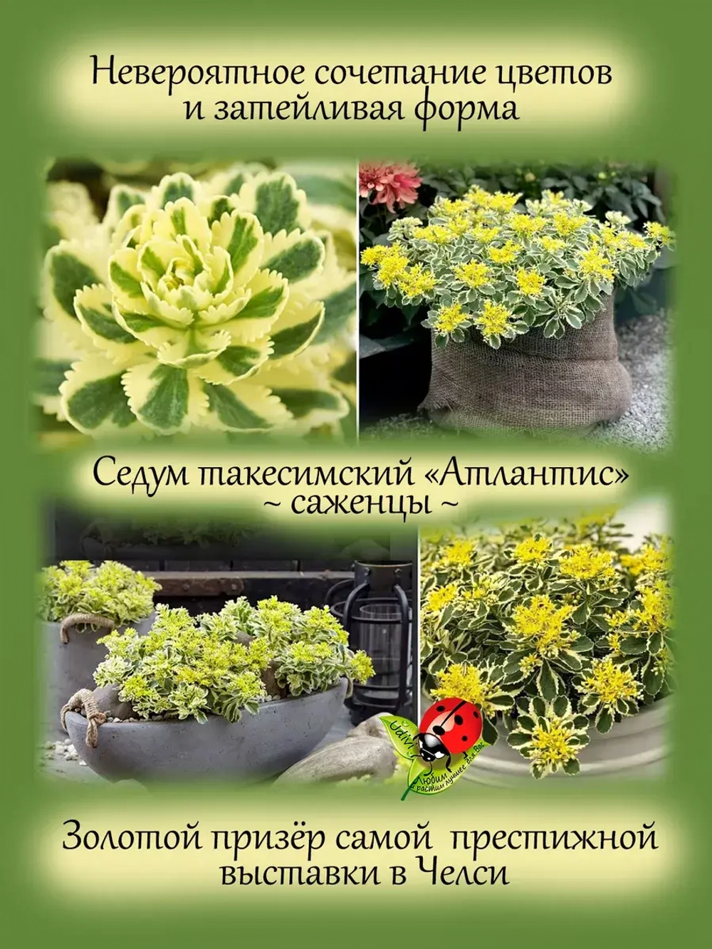 Седум Атлантис такесимский многолетний