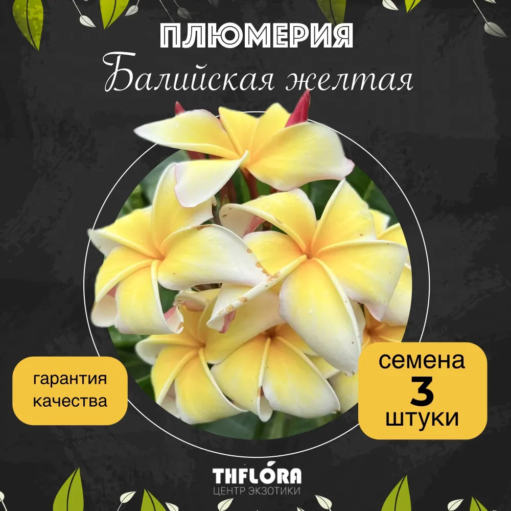 Плюмерия "Балийская желтая" — семена, 3 шт.