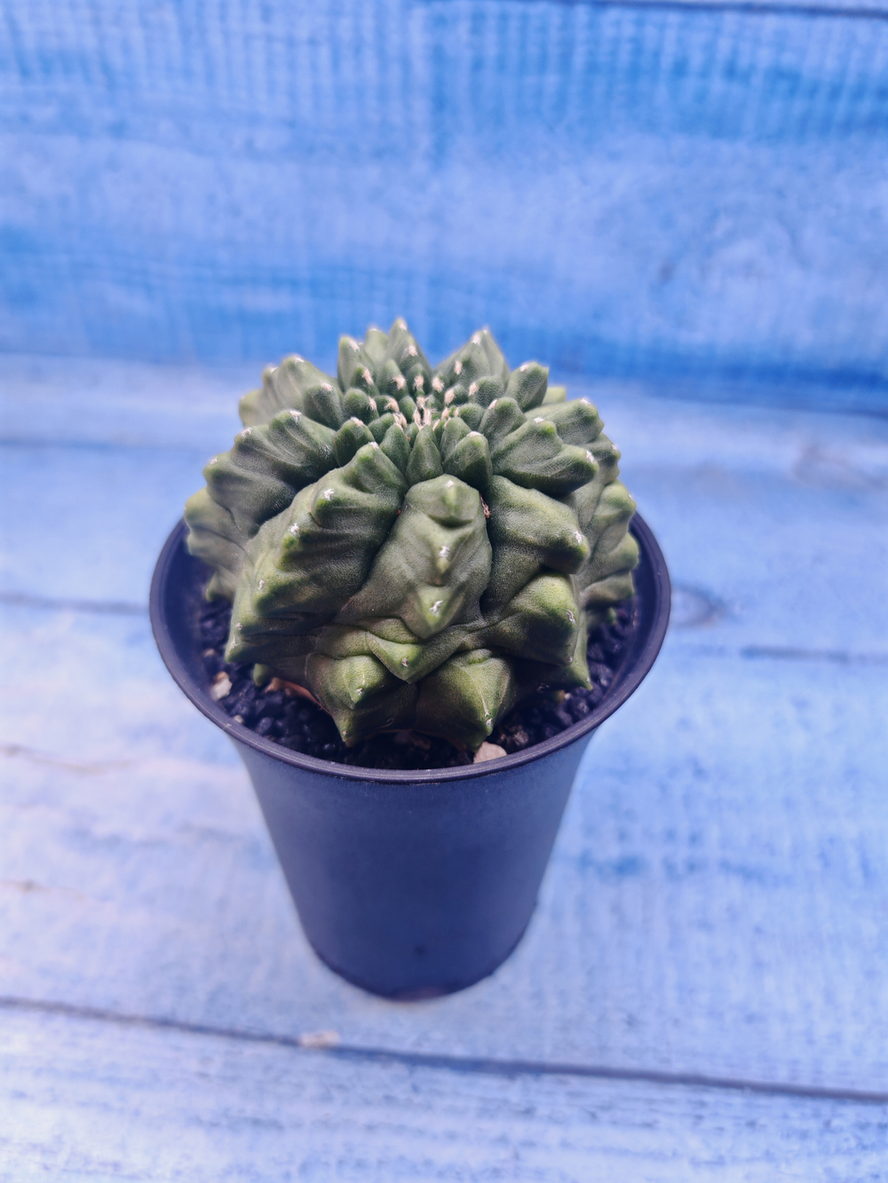 Gymnocalycium Spineless (Гимнокалициум)