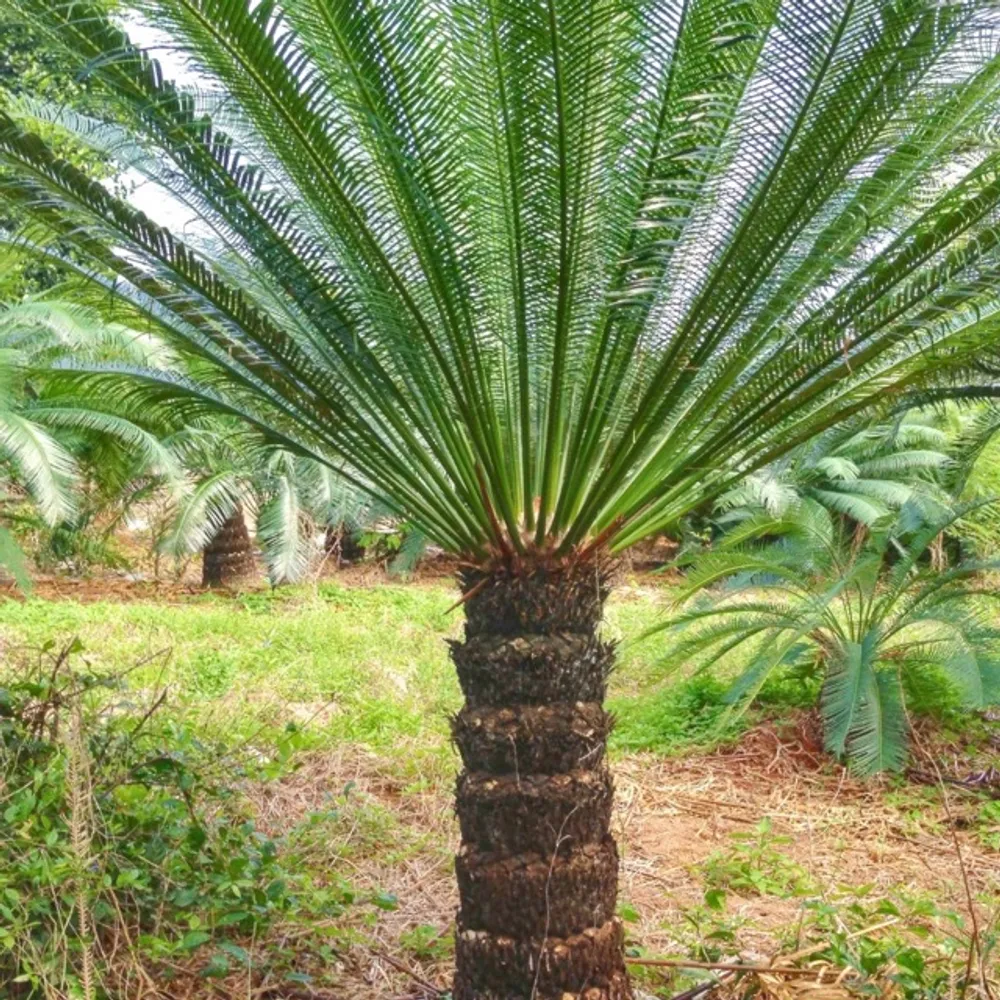 Цикас Cycas chamaoensis семена 1 шт