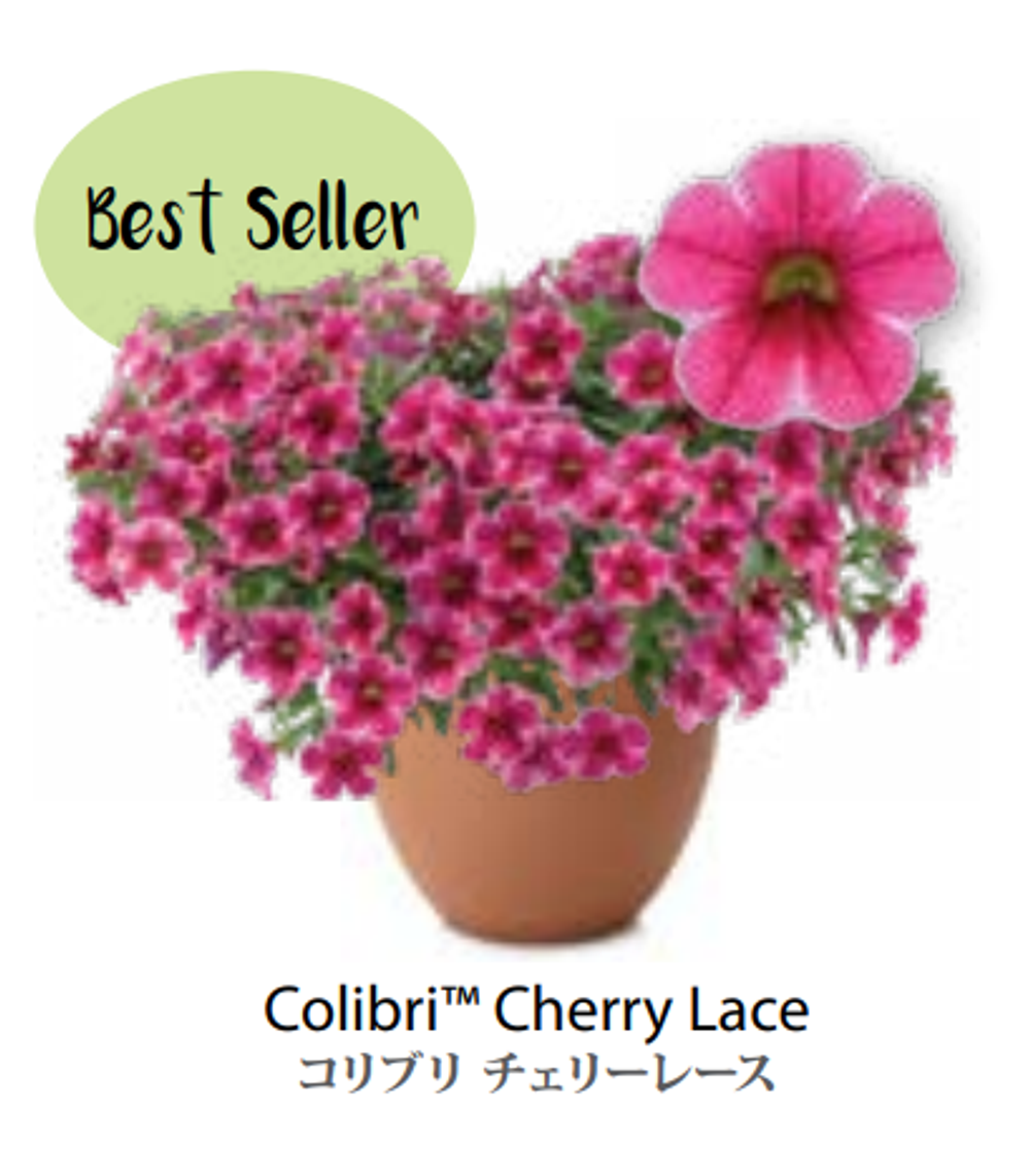 ЕВРО Calibrachoa Colibri Cherry Lace укор черенок