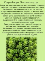 Седум Атоум коротколистный очиток многолетник