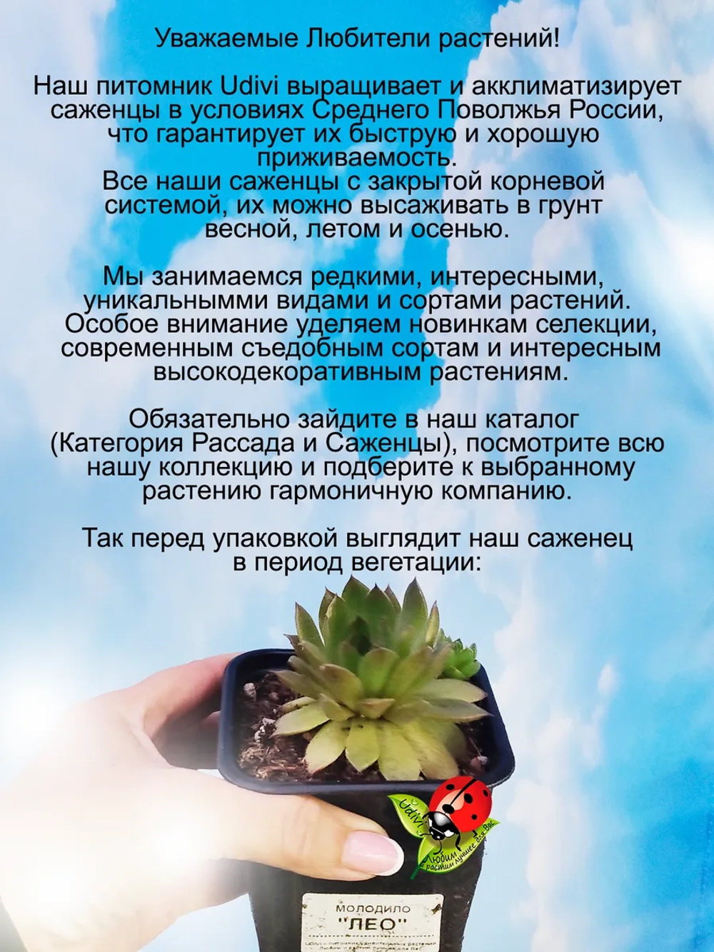 Молодило Хамелеон Лео