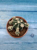 Astrophytum Myriostigma "Hakujo Fukuryu" (Астрофитум)