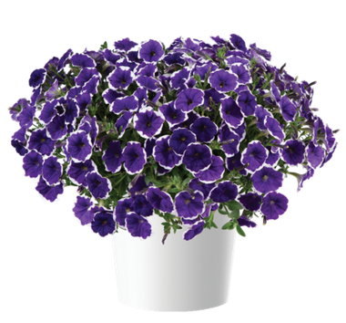 32242 Петуния CASCADIAS Rim Violet Imp. (Весна 2026)