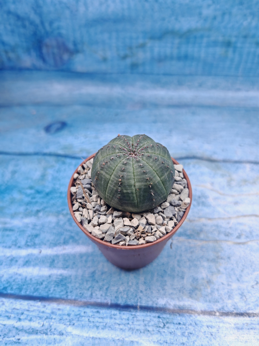Euphoria Obesa (Эуфорбия)