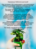 Кофе Арабика саженцы